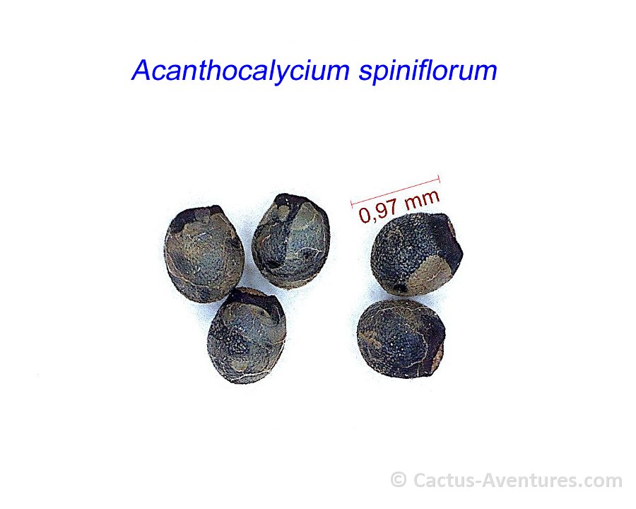 Acanthocalycium spiniflorum